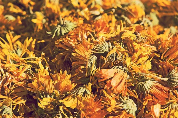 Yellow Veins on Leaves? Don't Panic — Here's What to Do